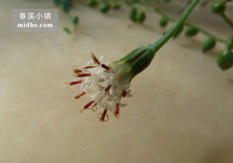 佛珠（小方盆佛珠花）-春溪小镇