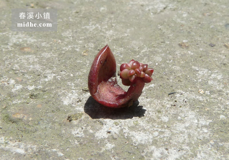 红宝石(苗)-春溪小镇