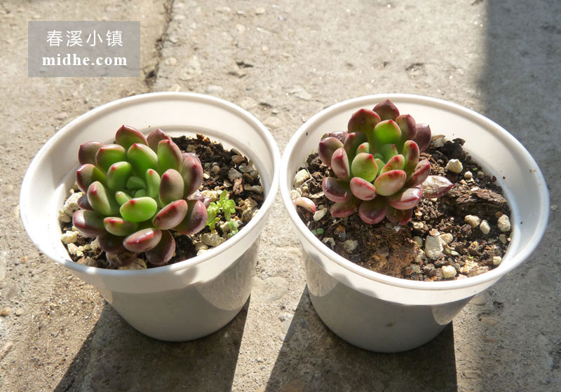 红宝石(小白盆)-春溪小镇