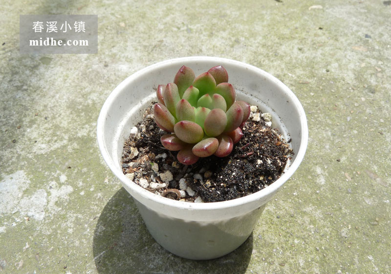红宝石(小白盆)-春溪小镇