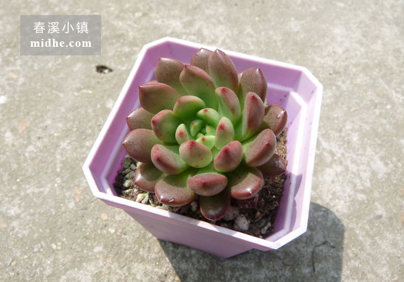 红宝石(小方盆)-春溪小镇