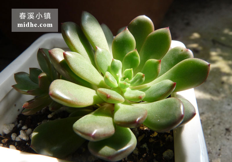 红宝石(陶瓷盆多头/老桩)-春溪小镇