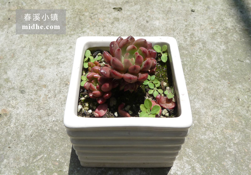 红宝石(陶瓷盆多头/老桩)-春溪小镇