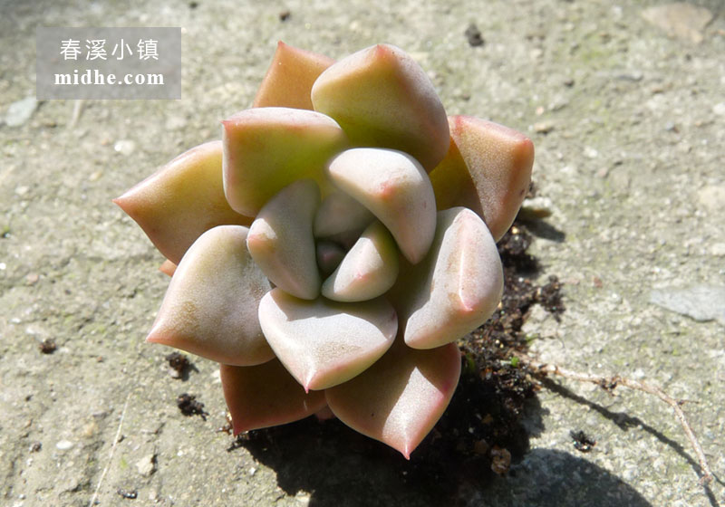 红粉佳人(单株)-春溪小镇