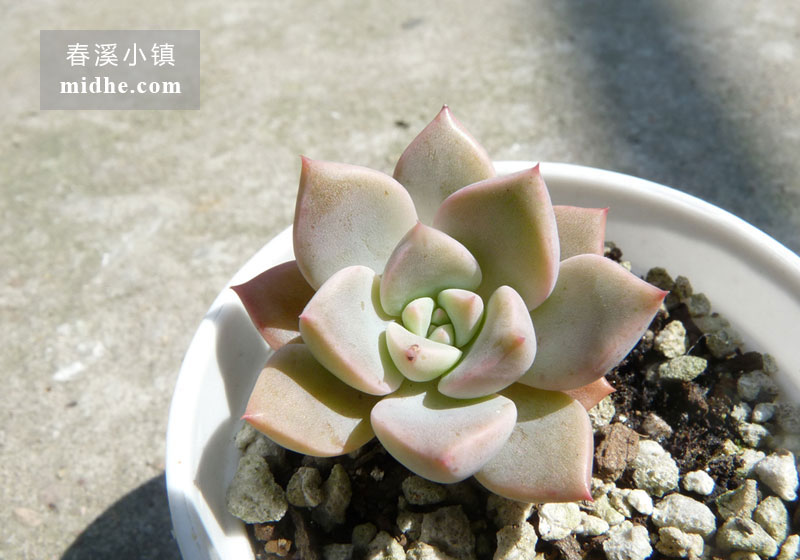 红粉佳人(小白盆)-春溪小镇