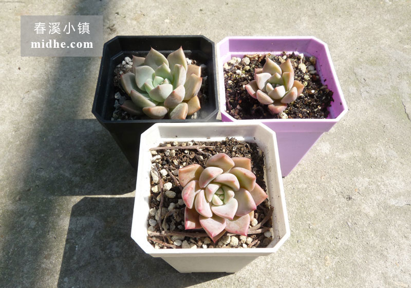 红粉佳人(小方盆)-春溪小镇