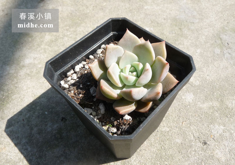 红粉佳人(小方盆)-春溪小镇