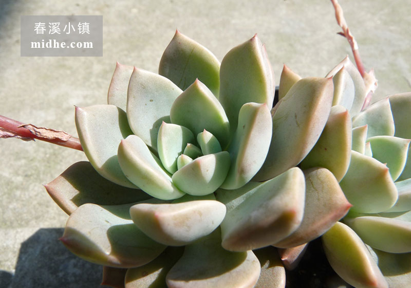 红粉佳人(小方盆老桩)-春溪小镇