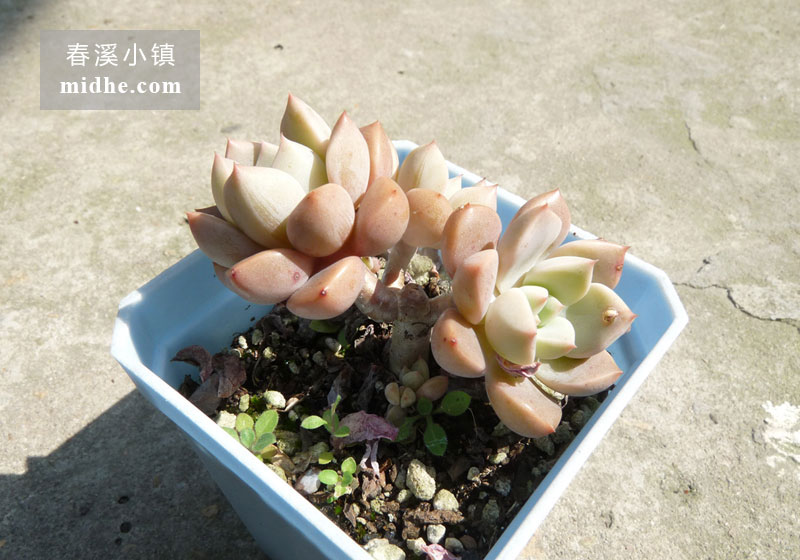红粉佳人(小方盆老桩)-春溪小镇
