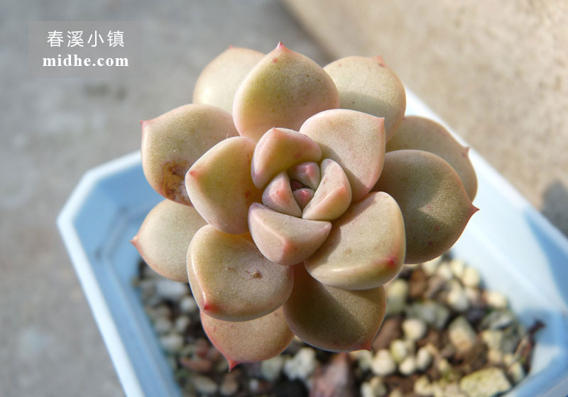 红粉佳人(小方盆老桩)-春溪小镇