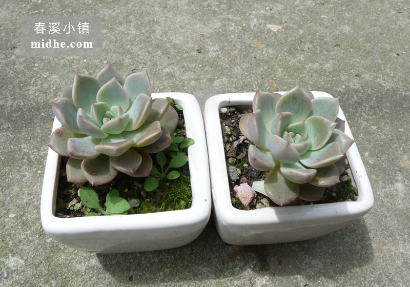 红粉佳人(陶瓷盆)-春溪小镇