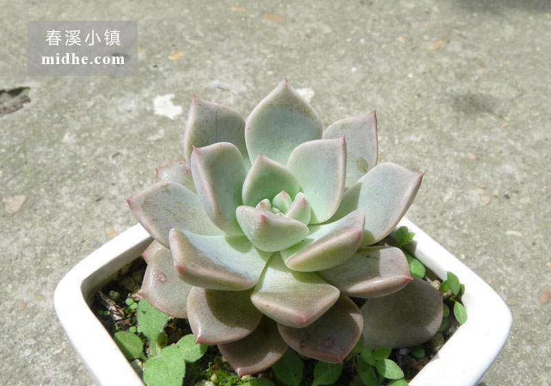 红粉佳人(陶瓷盆)-春溪小镇