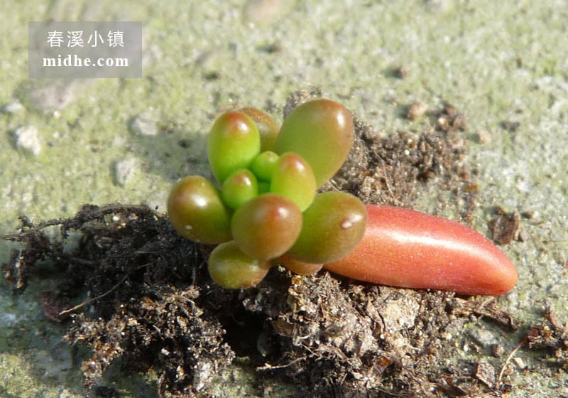 虹之玉锦(苗)-春溪小镇