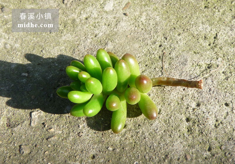 虹之玉锦(单株)-春溪小镇