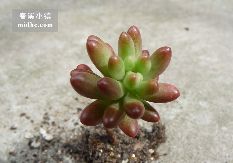 虹之玉锦(单株)-春溪小镇