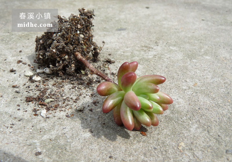 虹之玉锦(单株)-春溪小镇