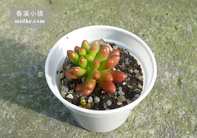 虹之玉锦(小白盆)-春溪小镇