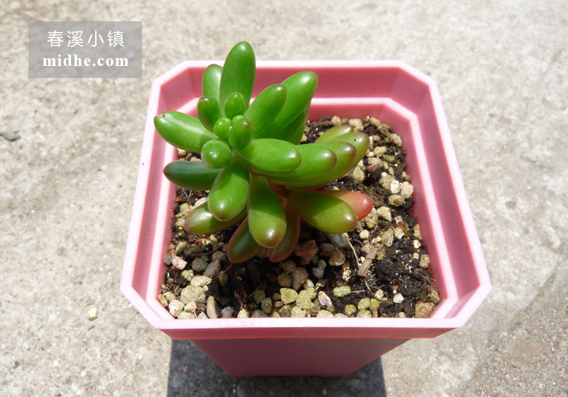 虹之玉锦(小方盆)-春溪小镇
