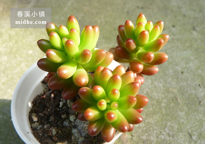 虹之玉锦(小白盆多头/老桩)-春溪小镇