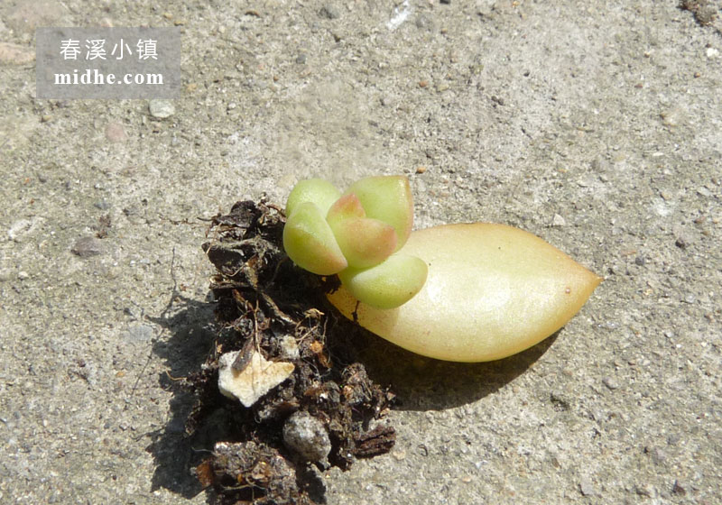 黄丽(苗)-春溪小镇