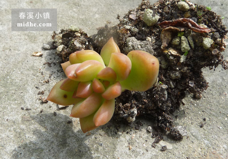 黄丽(单株)-春溪小镇