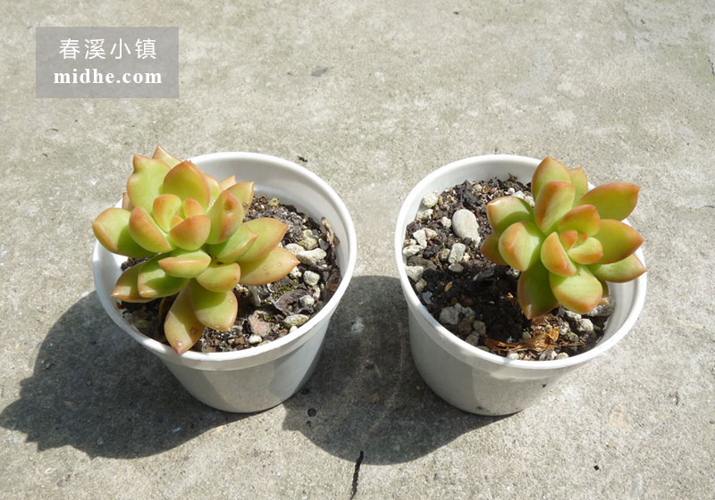 黄丽(小白盆)-春溪小镇