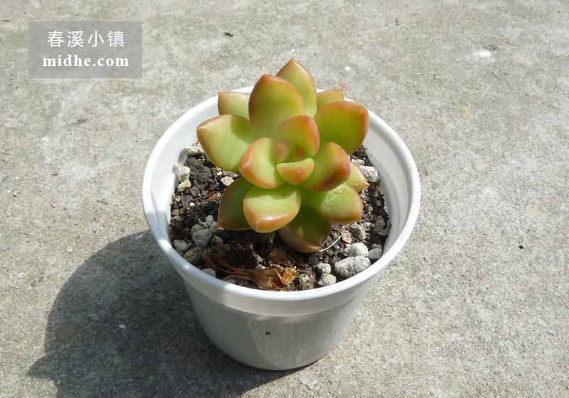 黄丽(小白盆)-春溪小镇