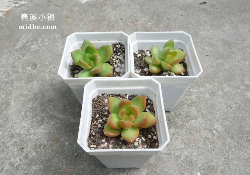 黄丽(小方盆)-春溪小镇