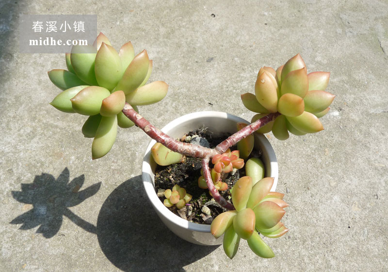 黄丽(陶瓷盆多头/老桩)-春溪小镇