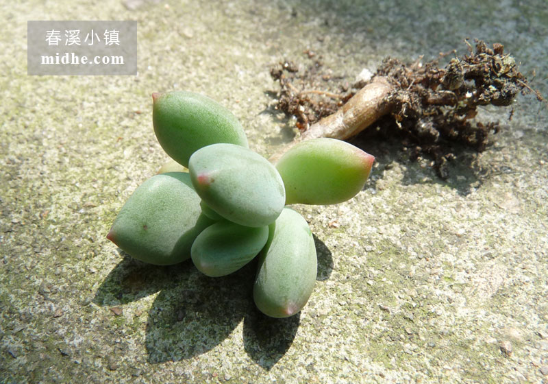 红美人/青星美人（单株）-春溪小镇