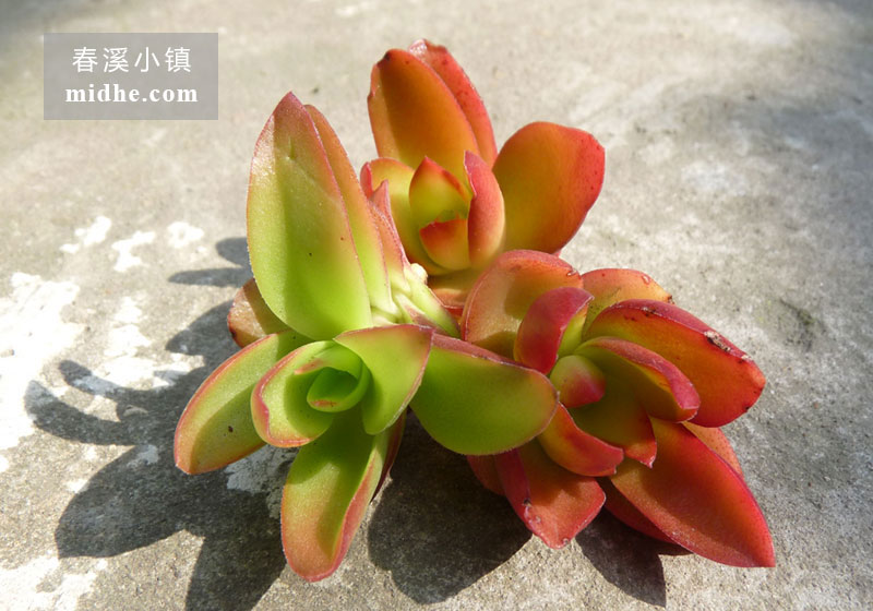 火祭（单株）-春溪小镇