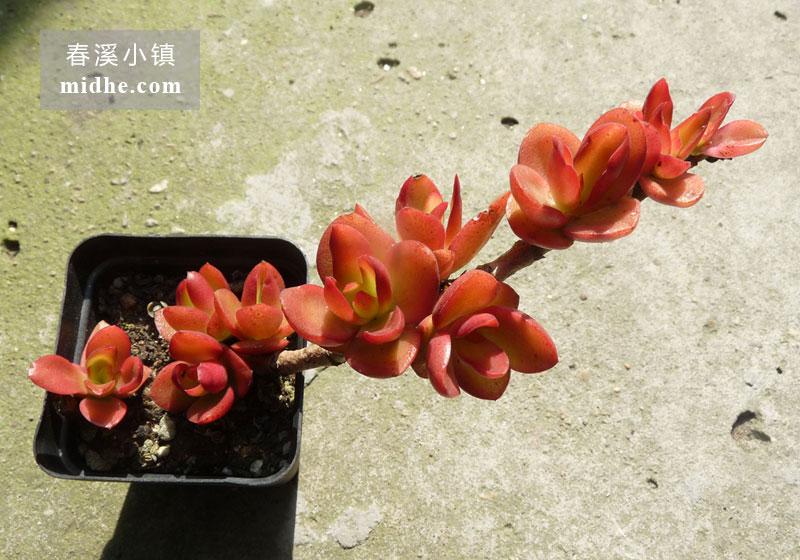 火祭（小方盆多头/老桩）-春溪小镇