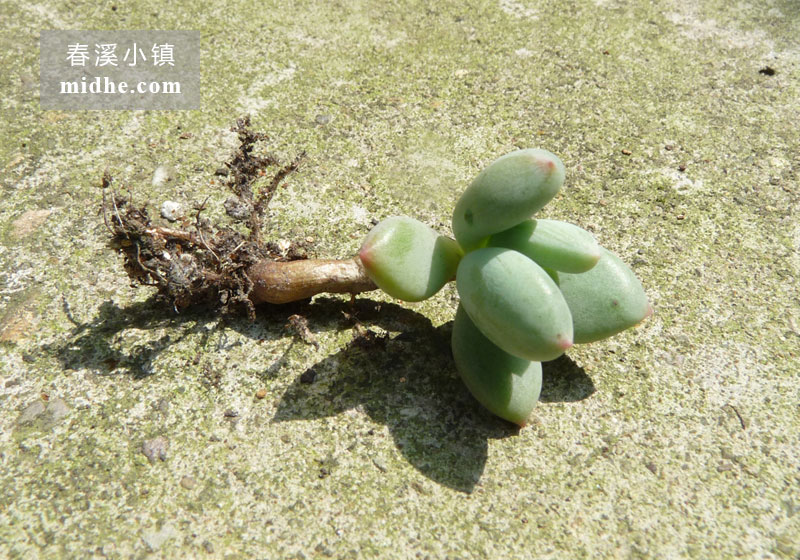 红美人/青星美人（单株）-春溪小镇