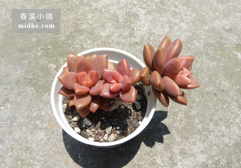 姬胧月（小白盆多头/老桩）-春溪小镇