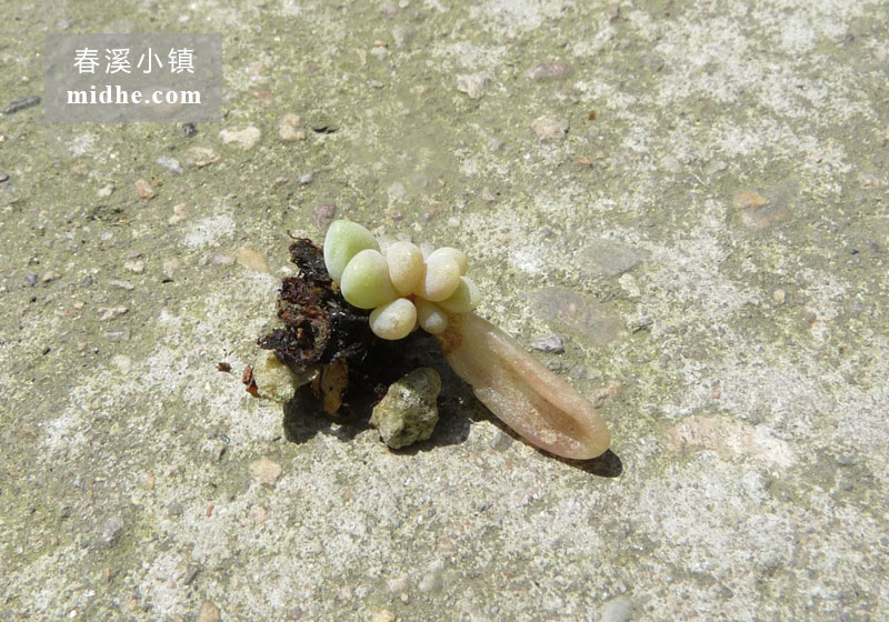姬秋丽(苗)-春溪小镇