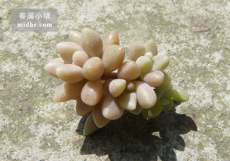 姬秋丽(单株)-春溪小镇