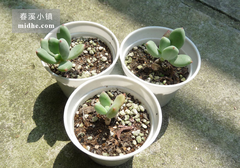 红美人/青星美人（小白盆）-春溪小镇