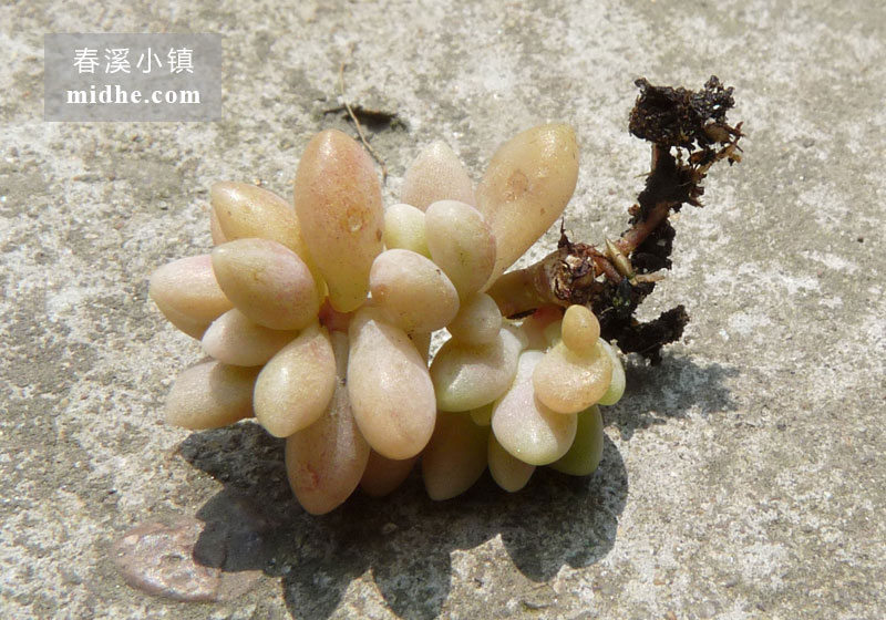 姬秋丽(单株)-春溪小镇