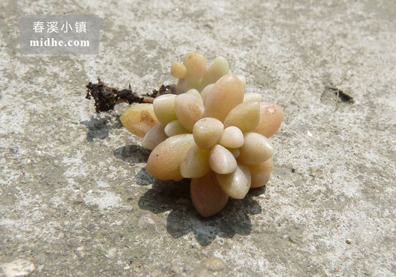 姬秋丽(单株)-春溪小镇