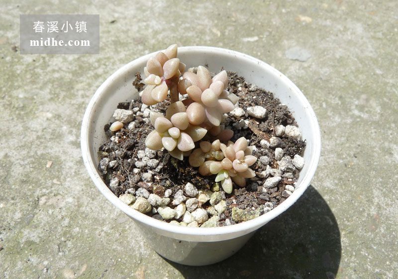 姬秋丽(小白盆)-春溪小镇