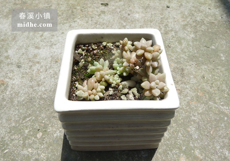 姬秋丽(陶瓷盆多头/群生)-春溪小镇