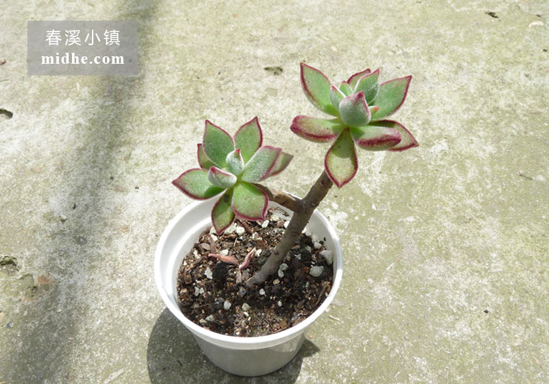 锦晃星(小白盆多头/老桩)-春溪小镇