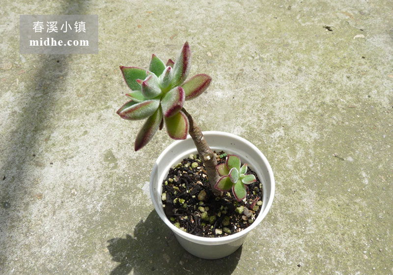 锦晃星(小白盆多头/老桩)-春溪小镇