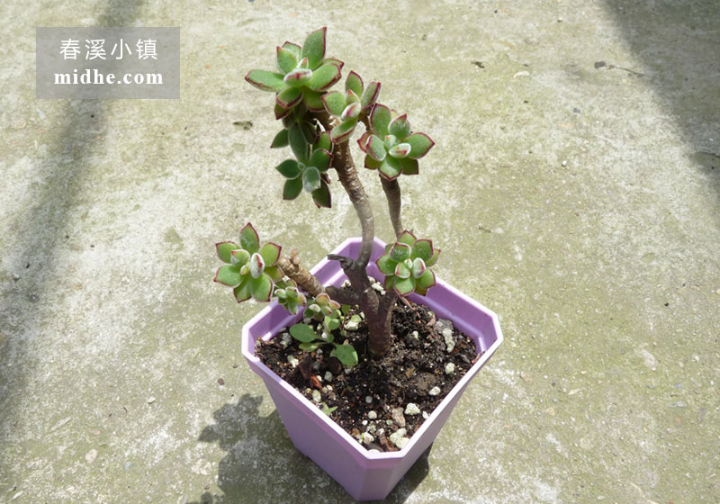 锦晃星(小方盆多头/老桩)-春溪小镇