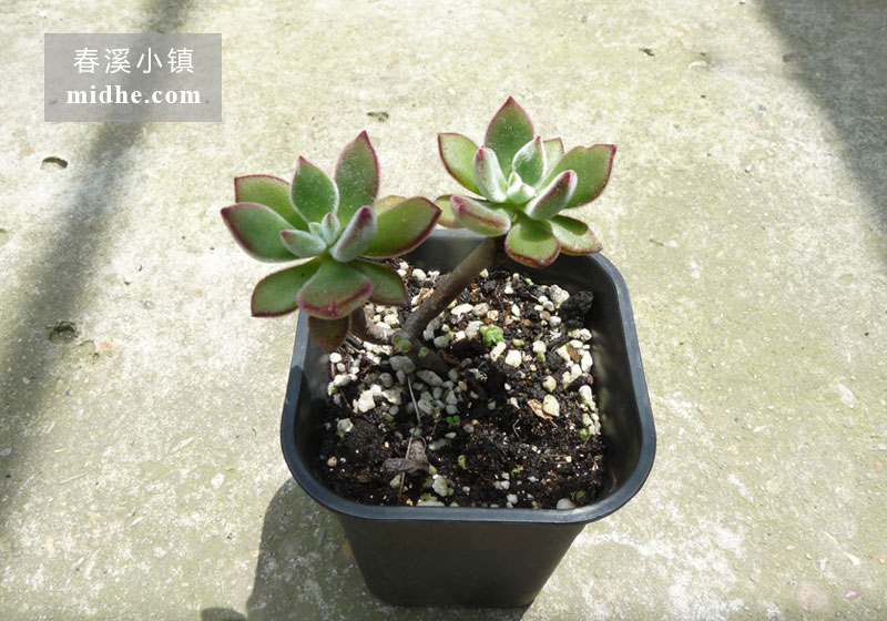 锦晃星(小号万象盆多头/老桩)-春溪小镇