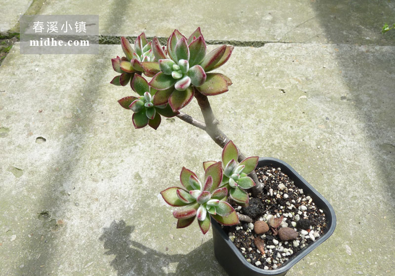 锦晃星(小号万象盆多头/老桩)-春溪小镇
