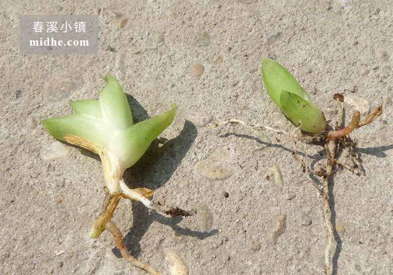 京之华(分株苗)-春溪小镇
