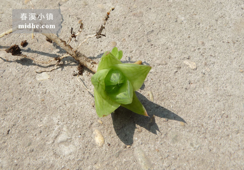 京之华(单株)-春溪小镇