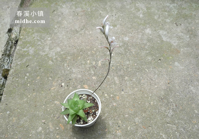 京之华(小白盆)-春溪小镇