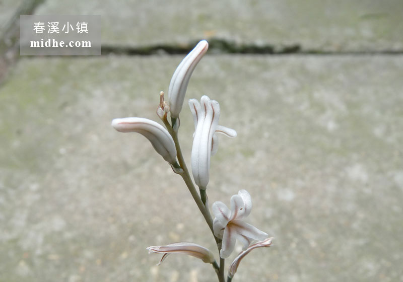 京之华(小白盆)-春溪小镇